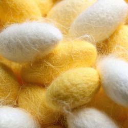 Yellow and white silkworm cocoons