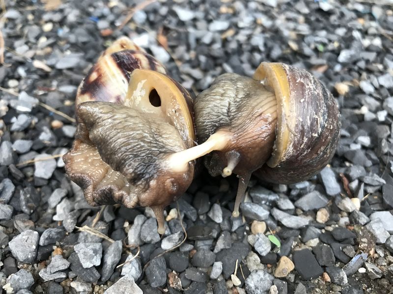 two snails in the act of copulation