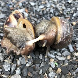 two snails in the act of copulation