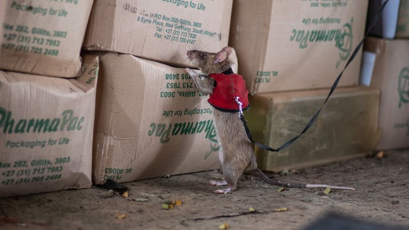 A large brown rat standing on its hind legs and sniffing some cardboard boxes.