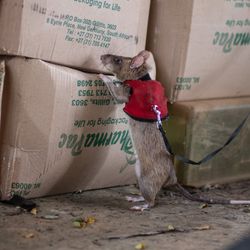 A large brown rat standing on its hind legs and sniffing some cardboard boxes.