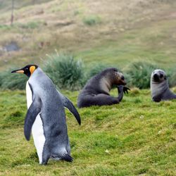 two king penguins walking along the grass on South Georgia with two seals in the background