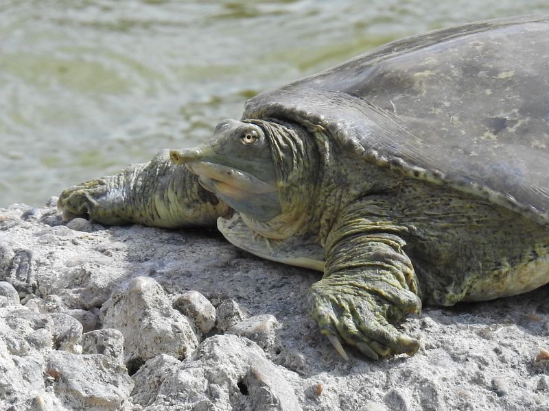 Spiny Softshell turtle (Apalone spinifera) sat on a rock