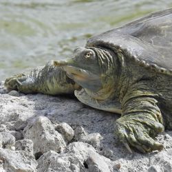 Spiny Softshell turtle (Apalone spinifera) sat on a rock