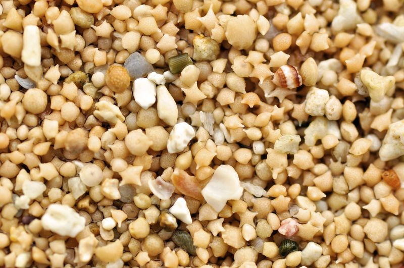 close up of grains of sand, including star shapes