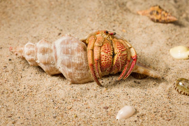 Specimen of Strawberry Claws, a pale orange hermit crab with red legs and red spotted claws in a pointed shell sitting on a bed of sand