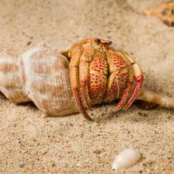 Specimen of Strawberry Claws, a pale orange hermit crab with red legs and red spotted claws in a pointed shell sitting on a bed of sand