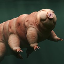 3d render of a tardigrade swimming