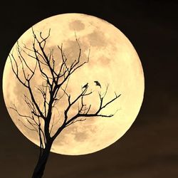 The moon large in the sky, a leafless tree with birds sitting on it in the foreground