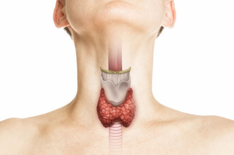 colour illustration of human neck showing the thyroid gland and trachea