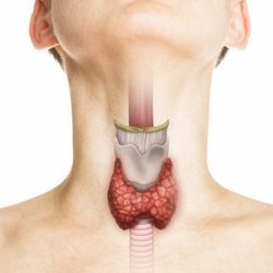 colour illustration of human neck showing the thyroid gland and trachea