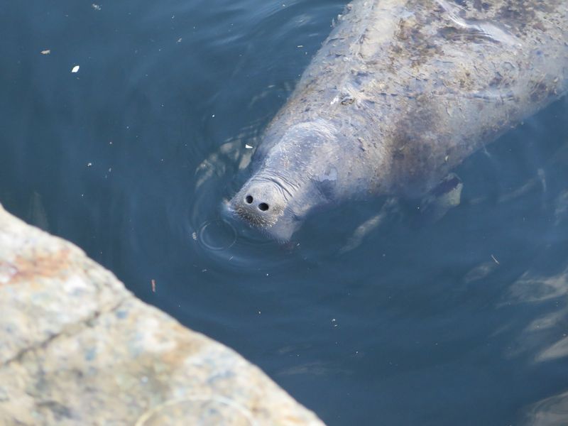 A manatee breaths from the surface of a pool with most of his head and half of his body visible under the water.