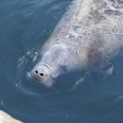 A manatee breaths from the surface of a pool with most of his head and half of his body visible under the water.