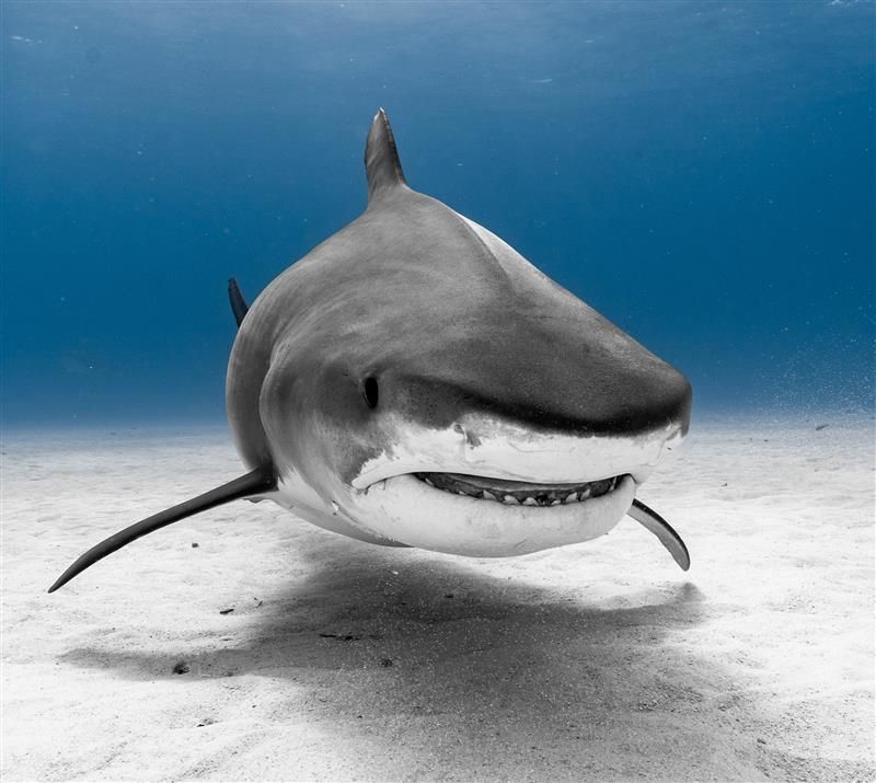 A photo of a tiger shark approaching the camera. The animal is drifting over a white sandy sea floor and there is just clear water surrounding it.  