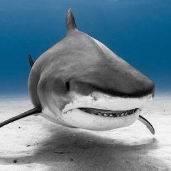 A photo of a tiger shark approaching the camera. The animal is drifting over a white sandy sea floor and there is just clear water surrounding it.  