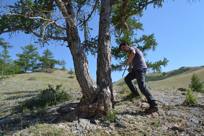 Taking a core out of old trees to measure the width of tree rings to provide a proxy of past summer temperatures can be hot work these days.