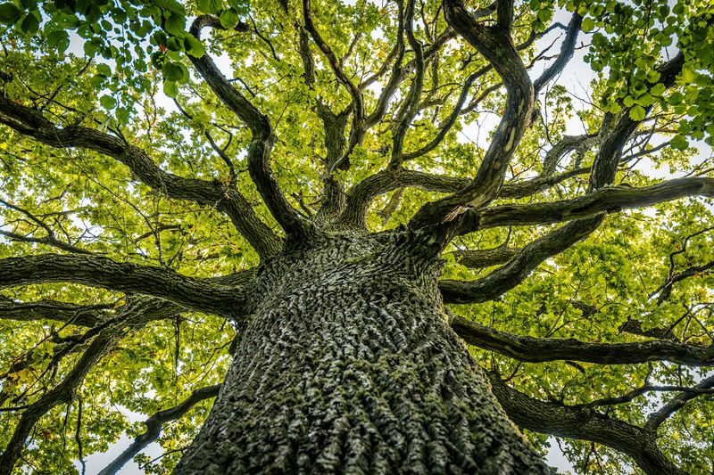 A close-up view of a massive oak tree with thick, sprawling branches covered in a canopy of vibrant green leaves. The texture of the bark is rugged, emphasizing the trees age and strength