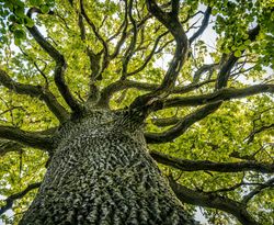 A close-up view of a massive oak tree with thick, sprawling branches covered in a canopy of vibrant green leaves. The texture of the bark is rugged, emphasizing the trees age and strength