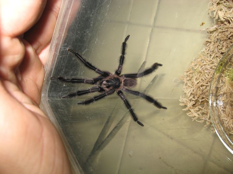 Black and brown tarantula inside a plastic container