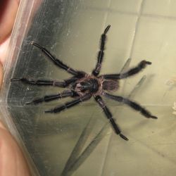 Black and brown tarantula inside a plastic container