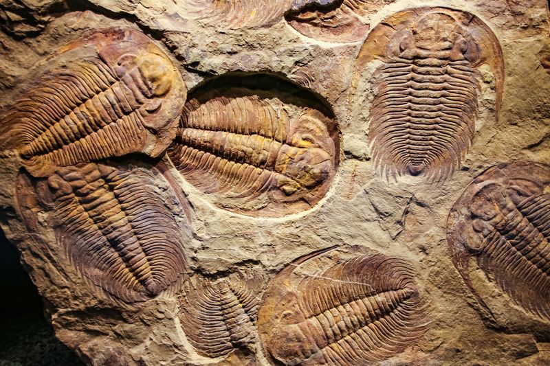 The imprint of the ancient trilobites in a stone. 