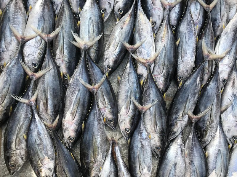 Yellowfin tuna before it's been smooshed up and sealed in a metal can.