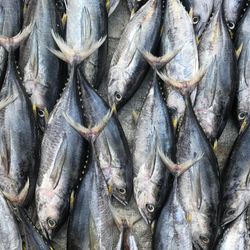 Yellowfin tuna before it's been smooshed up and sealed in a metal can.