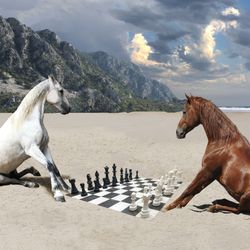 Two horses playing chess on a beach