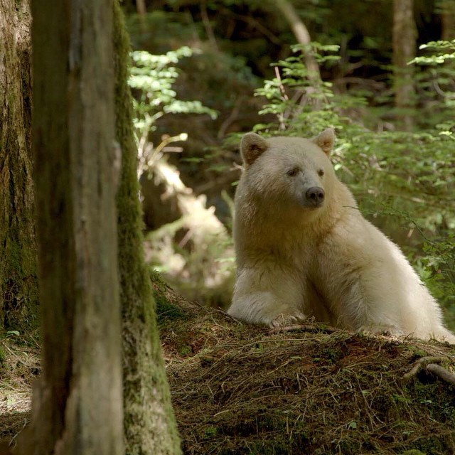 photograph of a spirit bear laying down in the woods