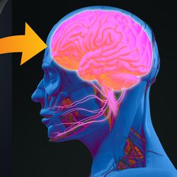 Gut-brain connection or gut brain axis.