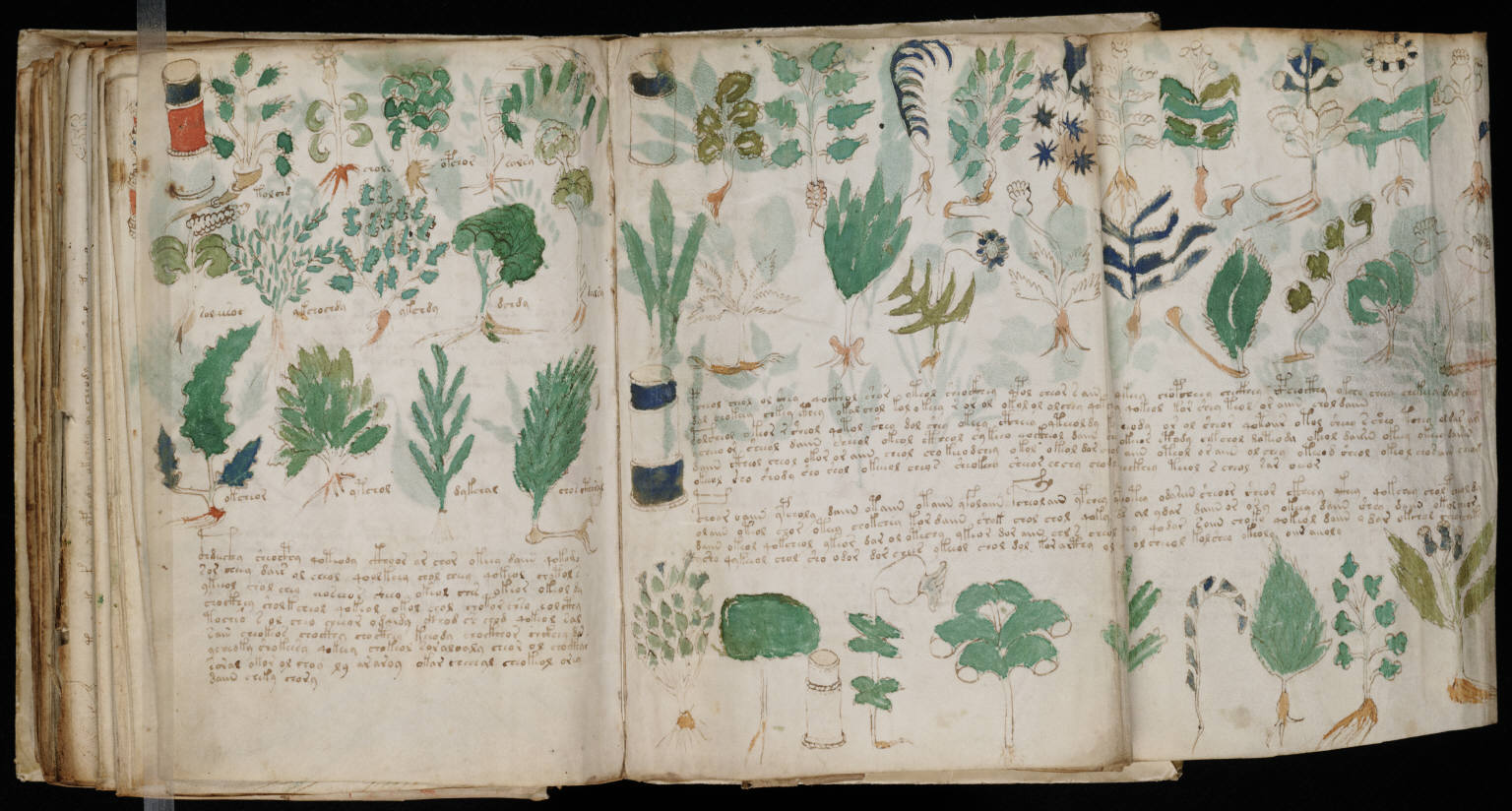 Fold out pages from the botany sections of the Voynich manuscript.