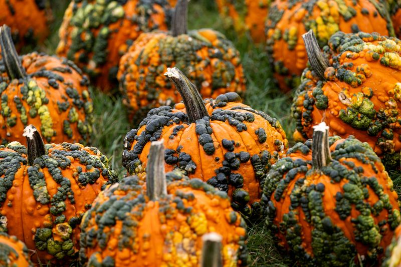 Warty pumpkins in a fiels