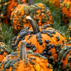 Warty pumpkins in a fiels