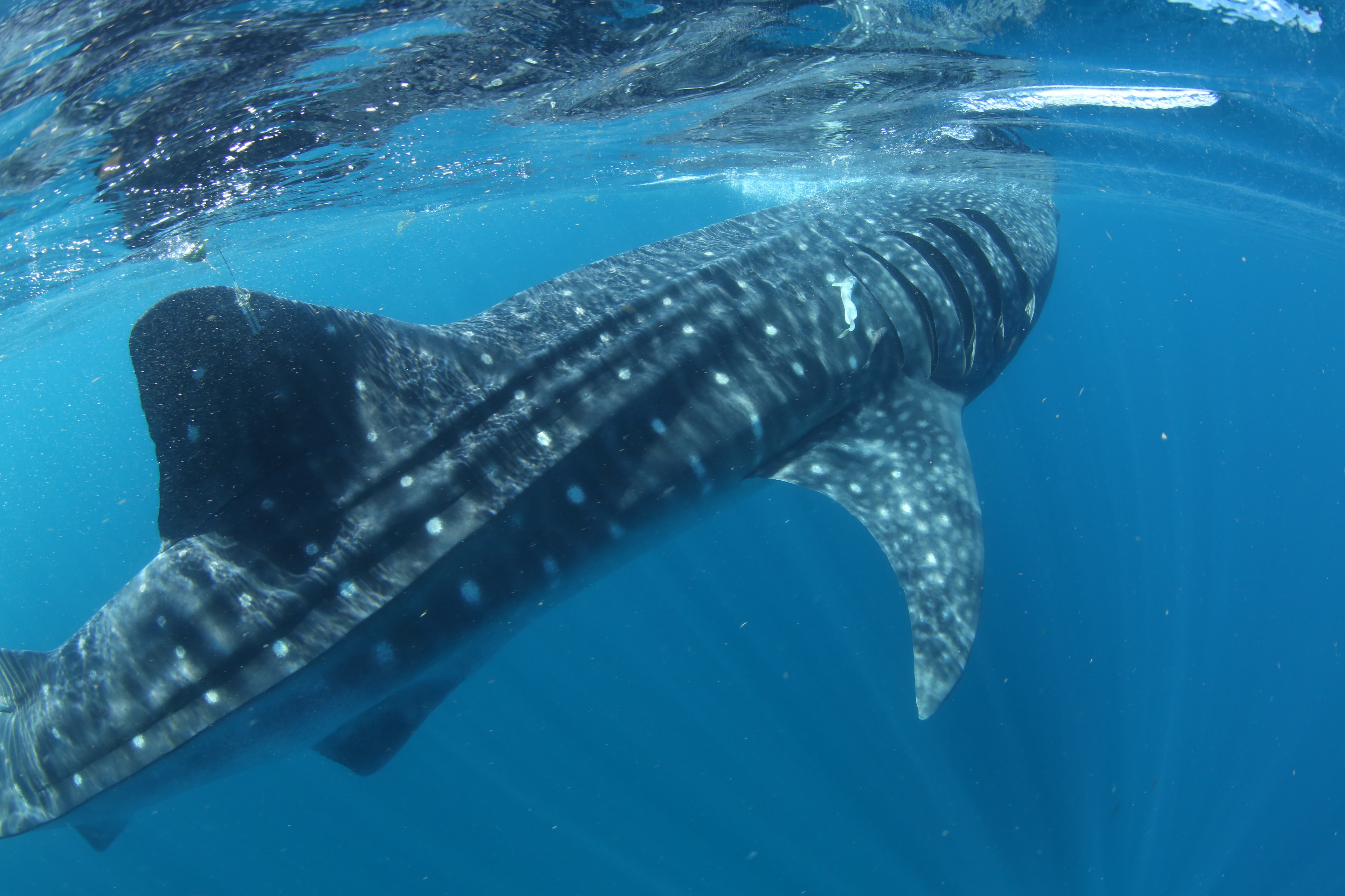 whale shark