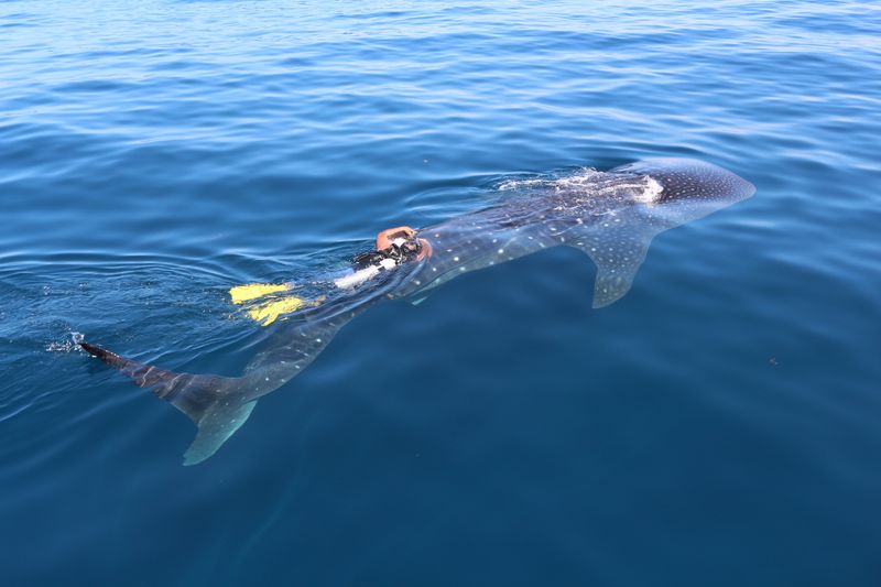 diver adding a tag to a whale shark