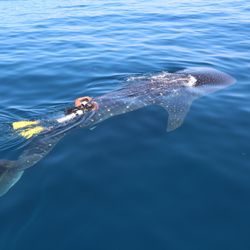 diver adding a tag to a whale shark