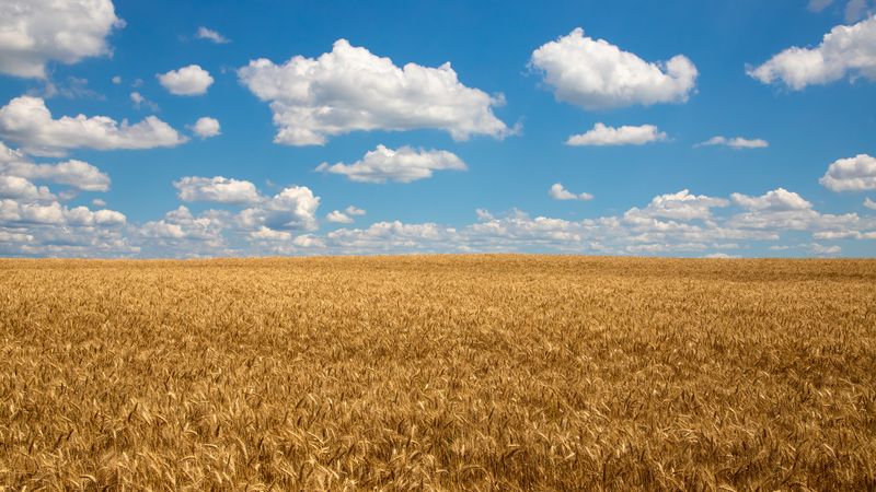 Landscape with a field of golden wheat and blue sky.