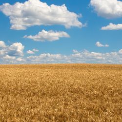 Landscape with a field of golden wheat and blue sky.