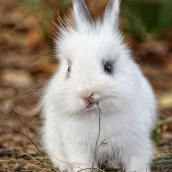 White bunny nibbling grass