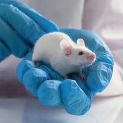 White mouse in a scientist's blue-gloved hands in a laboratory setting