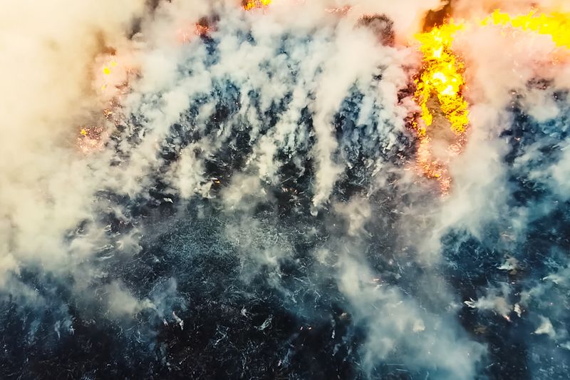 Fire in the forest, burning trees and grass. Natural fires in Russia.