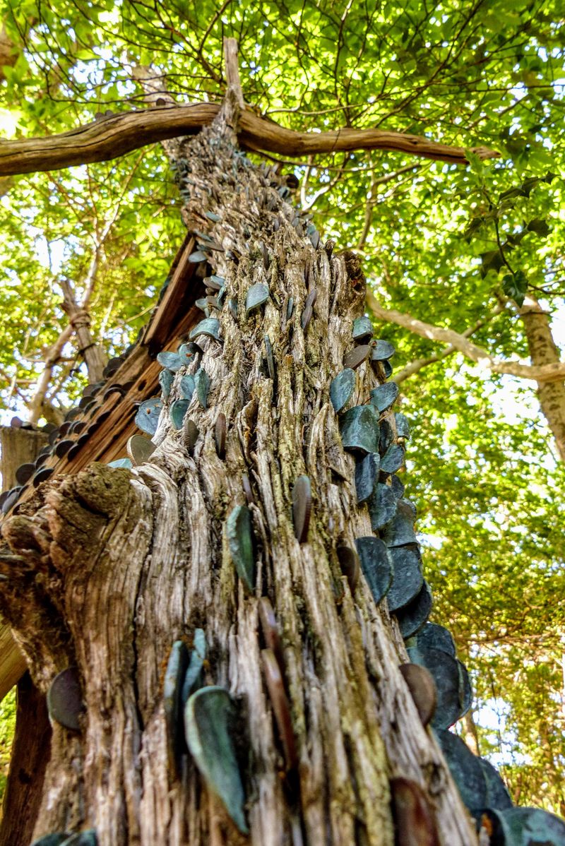 coins hammered into the trunk of an old tree