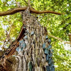 coins hammered into the trunk of an old tree