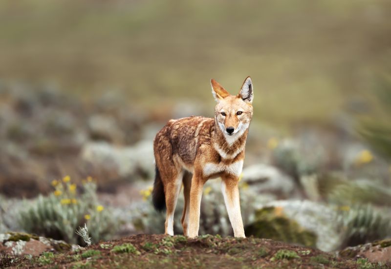 Close up of endangered Ethiopian wolf (Canis simensis) - canid native to the Ethiopian Highlands, Bale mountains, Ethiopia.