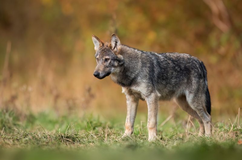 Grey wolf ( Canis lupus ) seen against a grassy background.