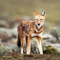 Close up of endangered Ethiopian wolf (Canis simensis) - canid native to the Ethiopian Highlands, Bale mountains, Ethiopia.