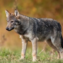 Grey wolf ( Canis lupus ) seen against a grassy background.