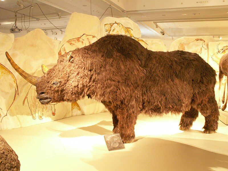 Woolly rhinoceros