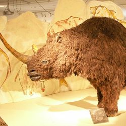 Woolly rhinoceros