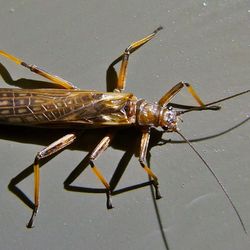 Close up of Zelandoperla stonefly